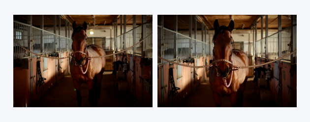 Two duplicate photos of a horse