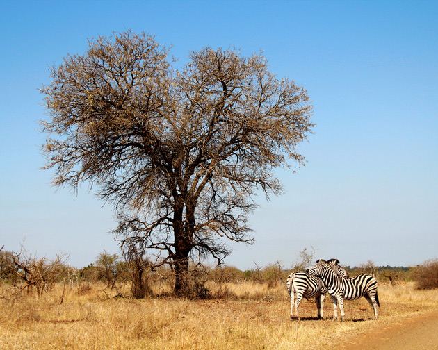 Landscape photography: Savannah landscape and two zebras