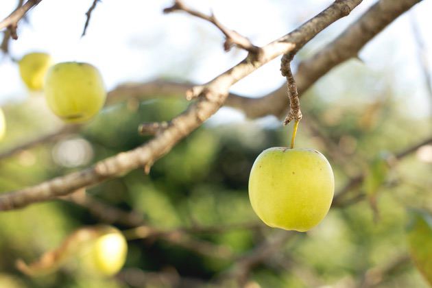 Photography tip: Focus on important details. Photo of an apple tree with one fruit in focus.