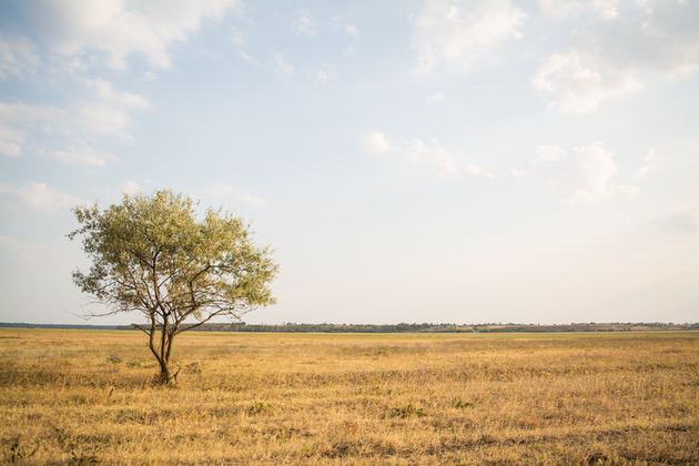 Composition technique 1: Rule of thirds. Photo of a field with a tree to the left.